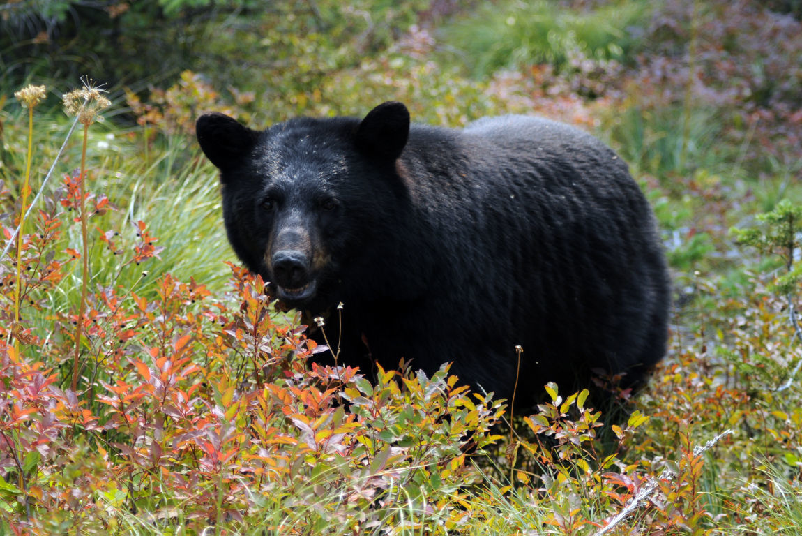Black bear